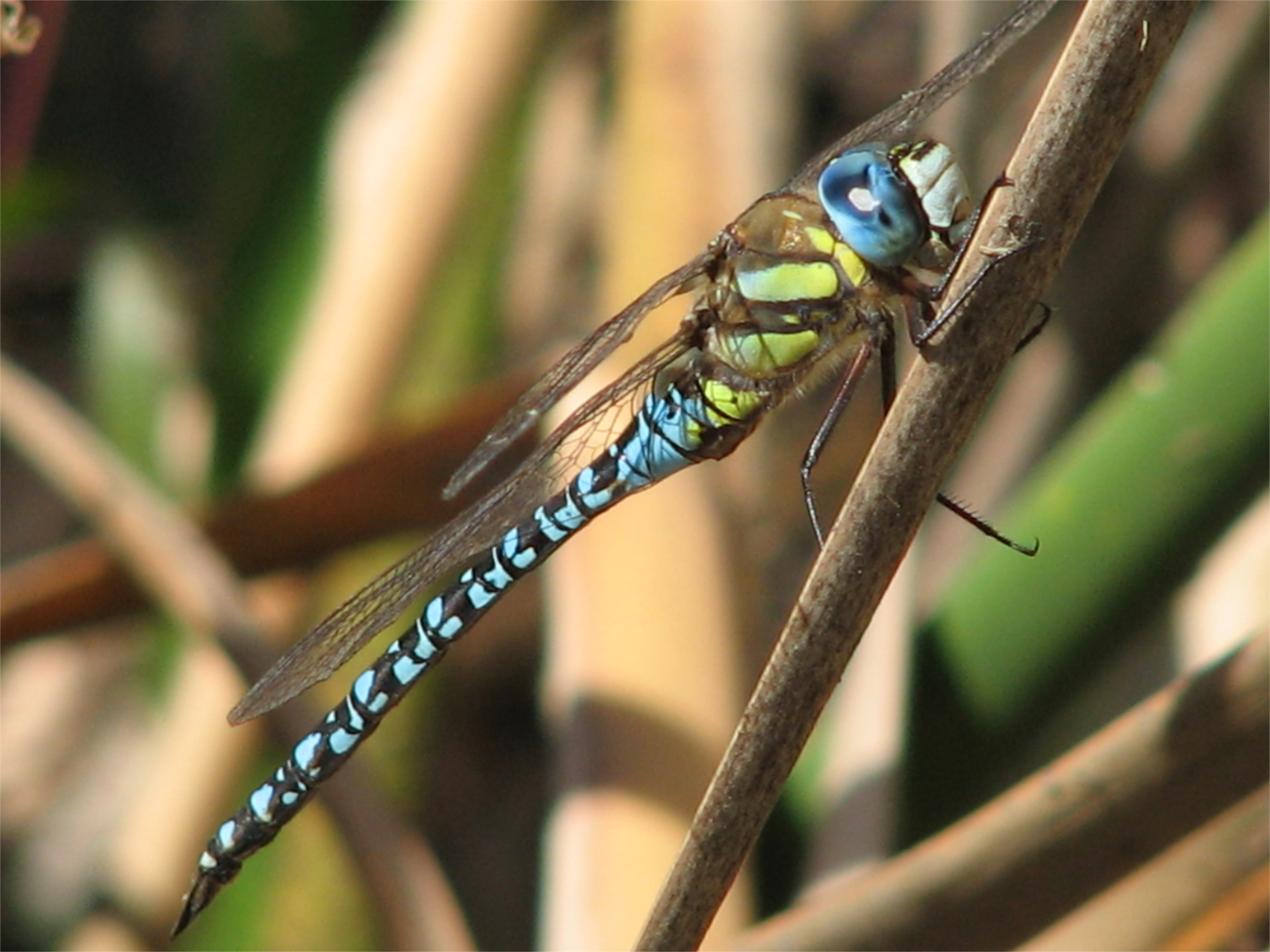 74o5rtk7">混合蜓属于 a target="_blank" href="/item/蜓科/7371611"