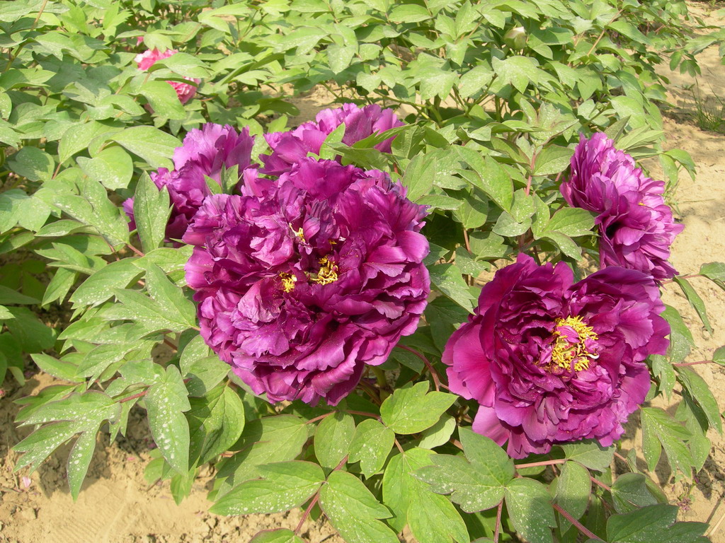  p>紫凤朝阳是芍药属牡丹栽培品种,中花;中度喜光稍耐半阴;喜温和