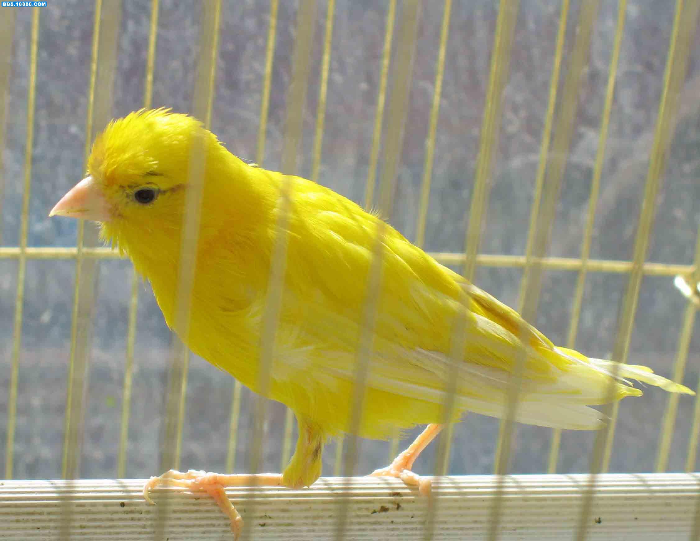  p> b>金青鸟 /b>,一种鸟类,学名 a href="