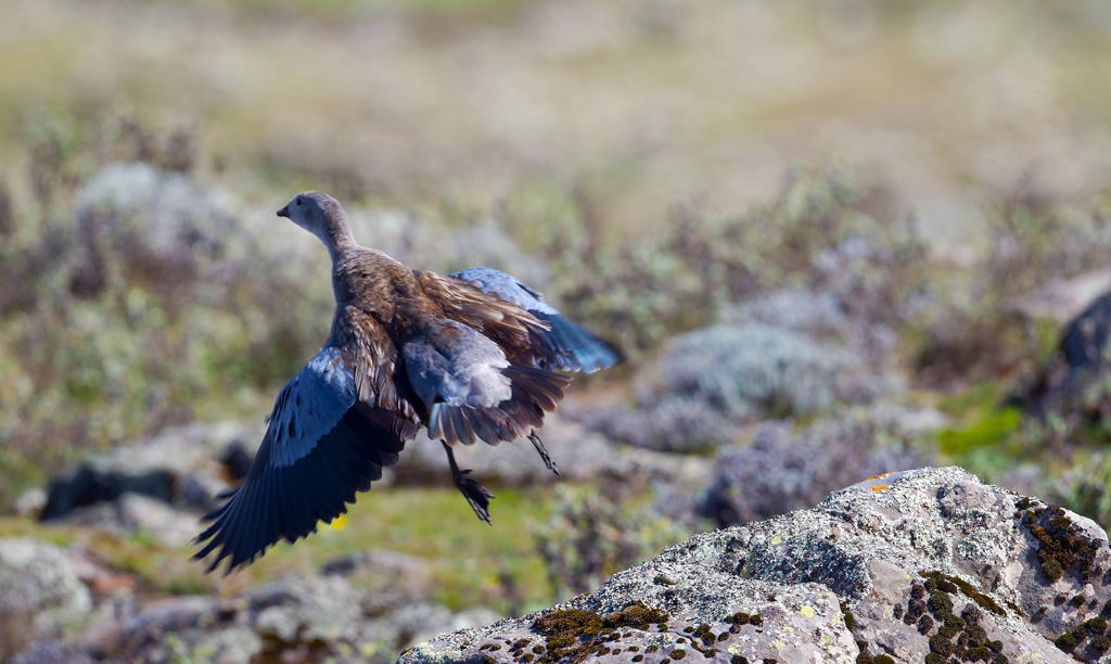 因雁翅有灰蓝色羽毛故名