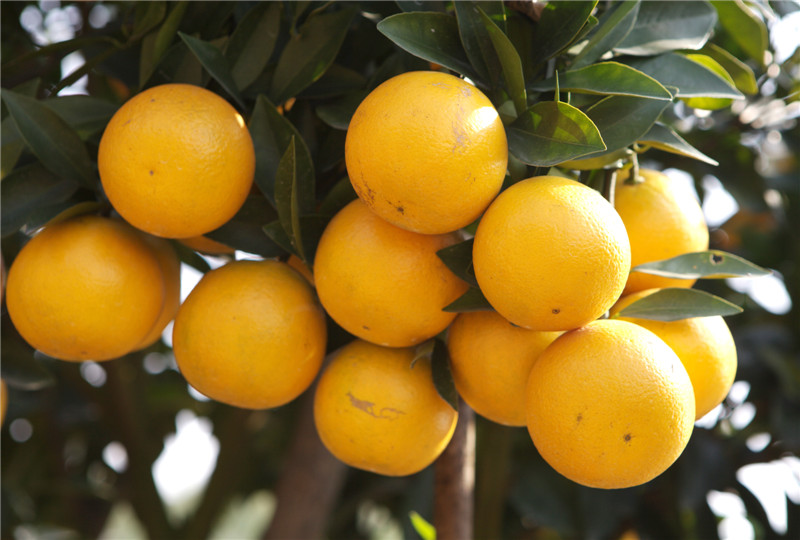  p>廉江红橙, a href="#" data-lemmaid="132473">广东省 /a> a href=