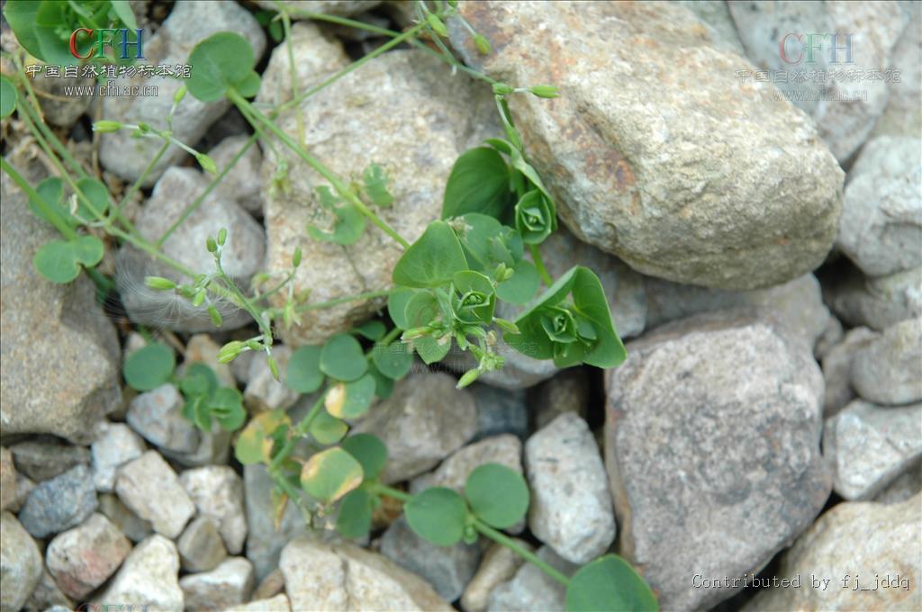  p data-id="gn71a7wlp2">草本植物;叶对生,圆形或卵状心形,花单生或