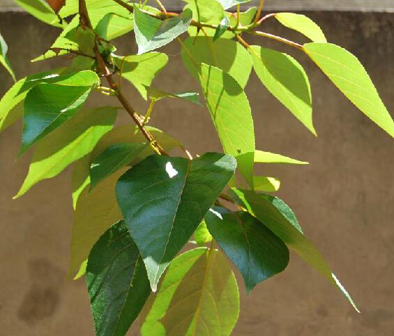  p>滇杨(学名: i>populus yunnanensis /i> dode)是杨柳科杨属植物