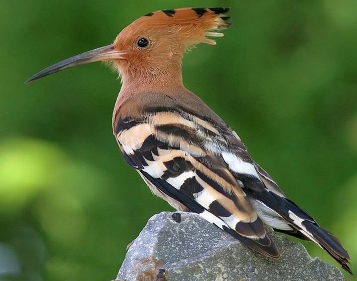 upupa epops ceylonensis