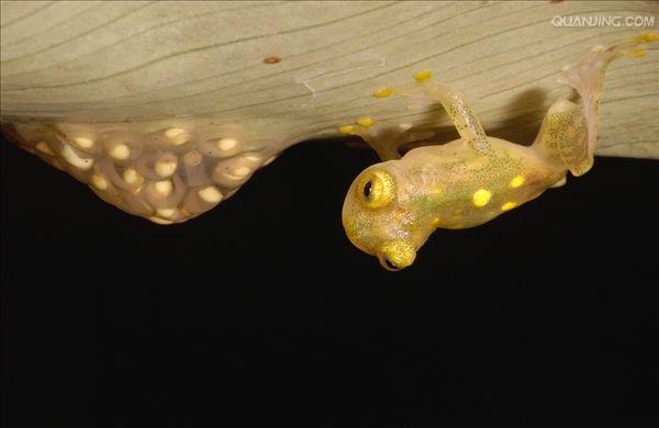  p>玻璃蛙,学名为透明蛙(glass frog),是一类中南美洲 a target="