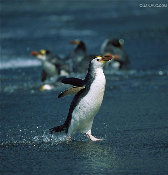  p>皇家企鹅(学名: i>eudyptes schlegeli /i>)是企鹅科,冠企鹅属动物