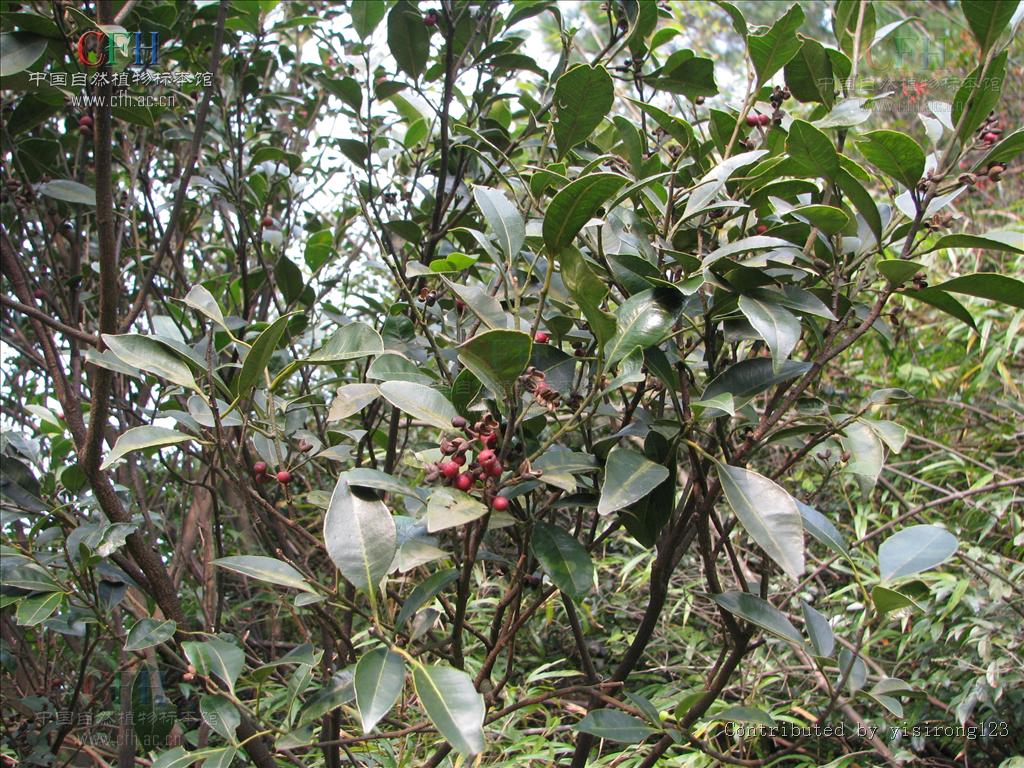  p>异叶花椒,学名:zanthoxylum ovalifolium wight.