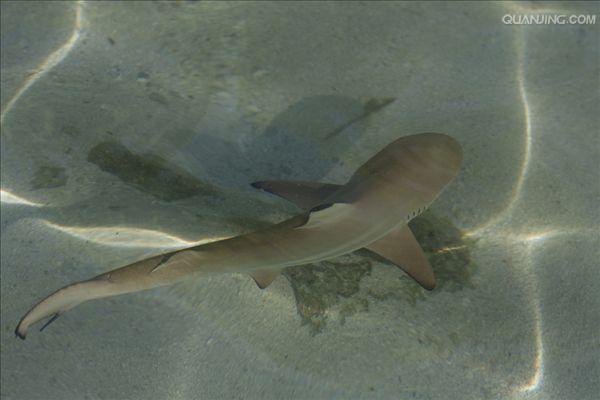 黑边鳍真鲨