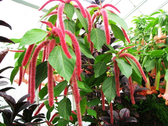  p>红穗铁苋菜(学名: i>acalypha hispida /i> burm. f.