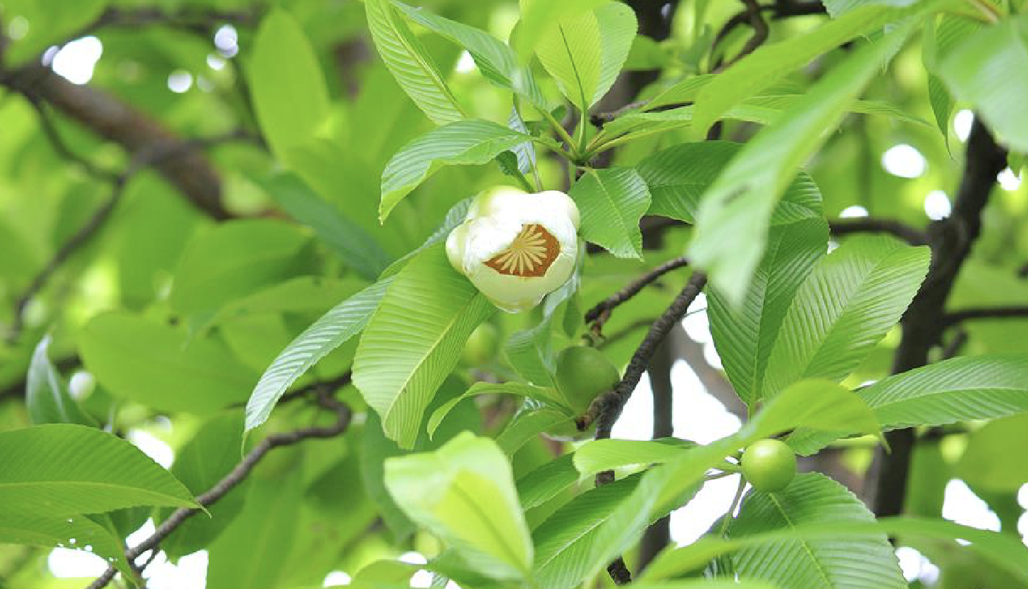  p>五桠果(学名: i>dillenia indica  /i>linn.