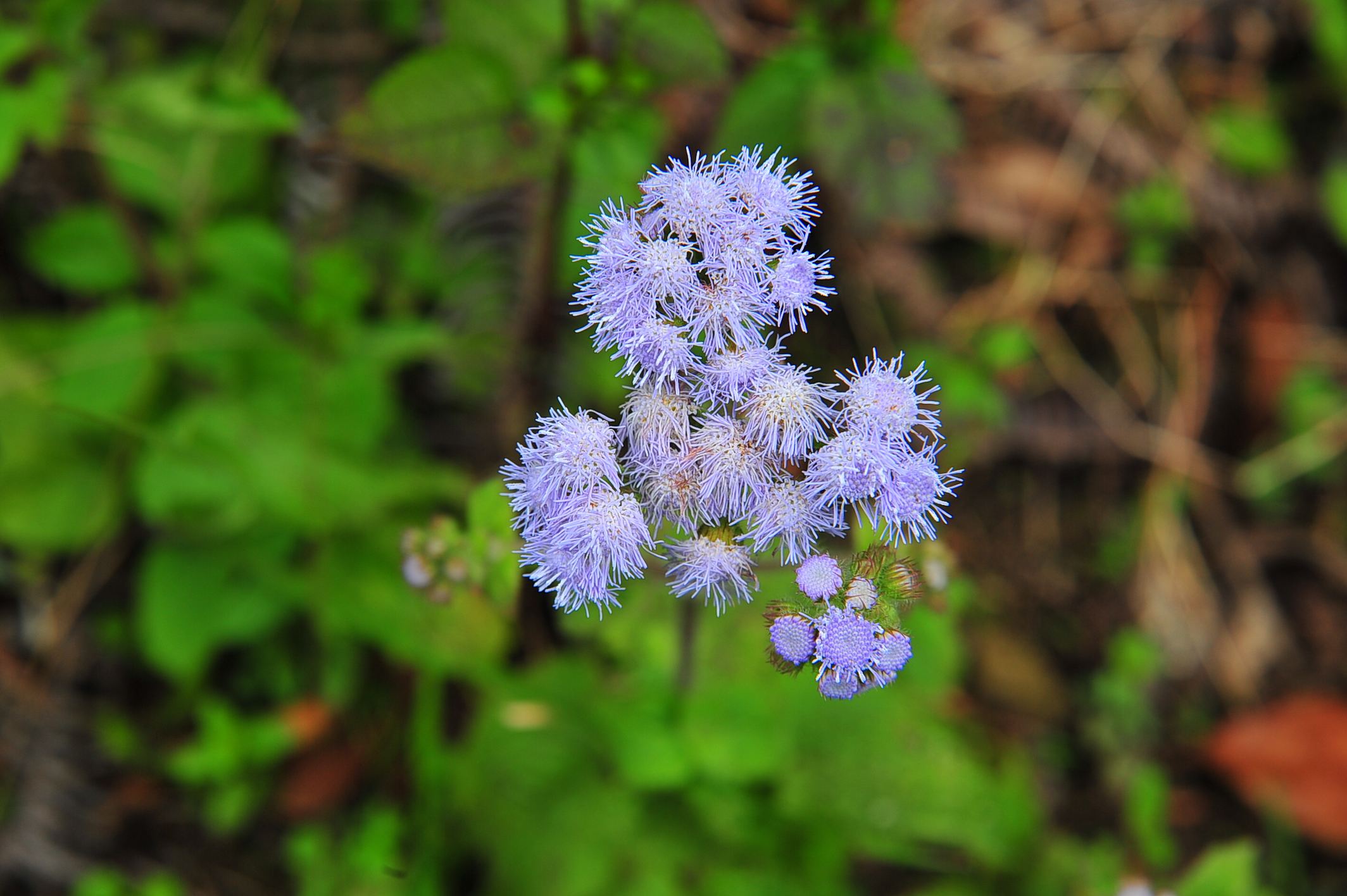 p>藿香蓟(学名: i>ageratum conyzoides /i>  l.