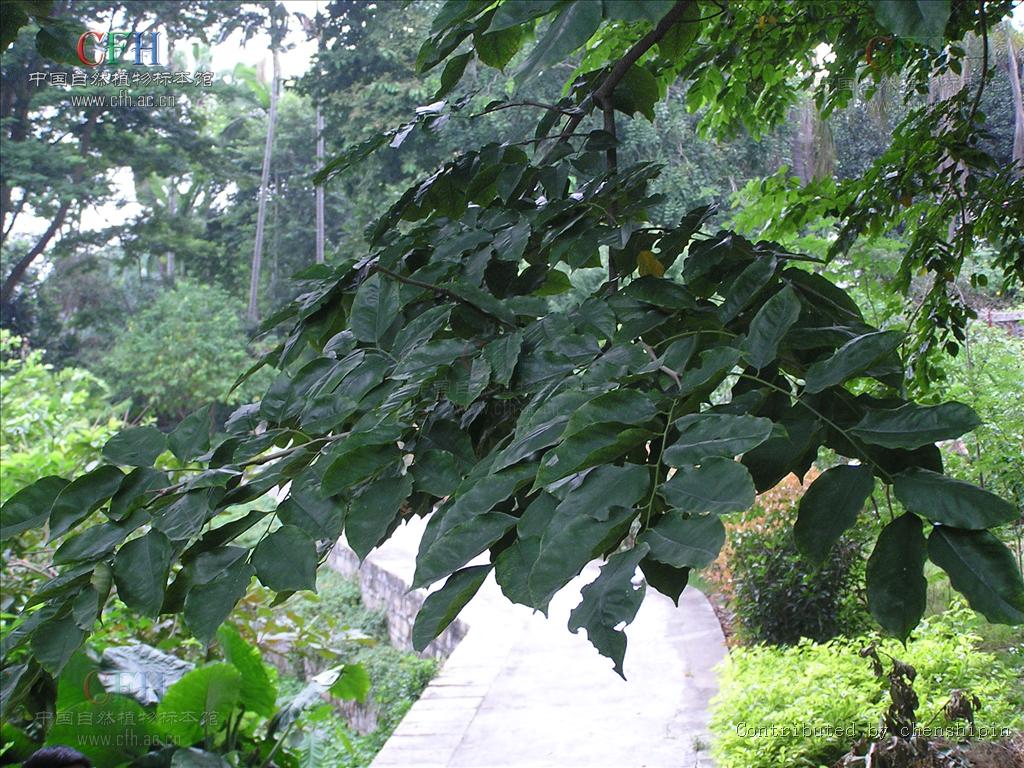 这种木材具有很强的香味,并可以持续很多年,因此被称为"蔷薇木".