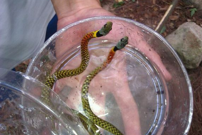  p>红脖颈槽蛇(学名: i>rhabdophis subminiatus /i>):为 a href="#">