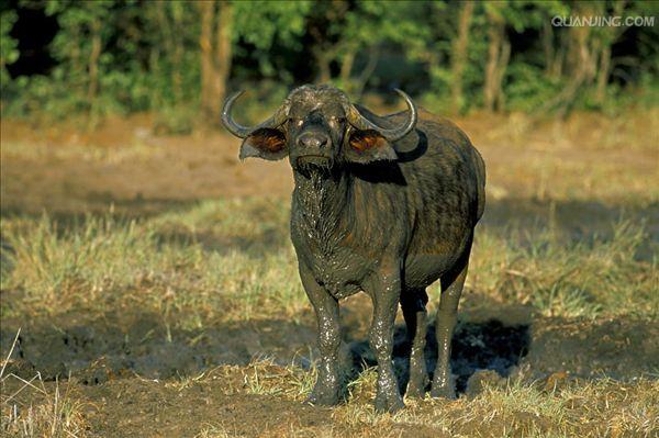  p>水牛(学名:bubalus bubalus,英文名称:asian buffalo)也叫印度水牛