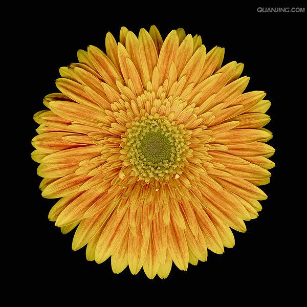 gerbera jamesonii bolus