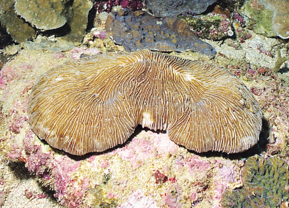  p>蕈珊瑚属(学名:fungia)是水螅型的单体或群体动物,共有25种.