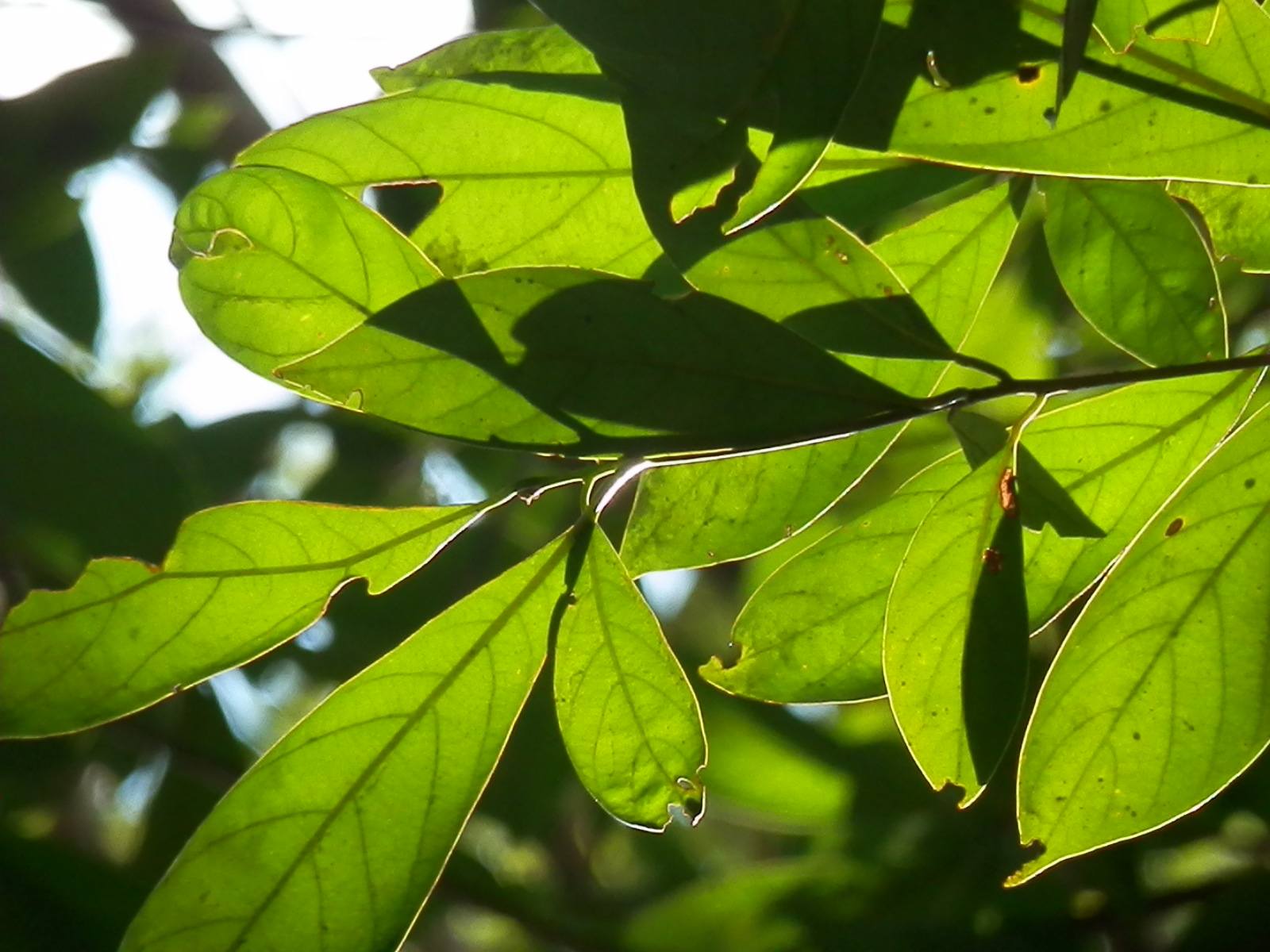 ex benth.) hemsl.)是樟科润楠属植物,乔木,高约8-11米,无毛.