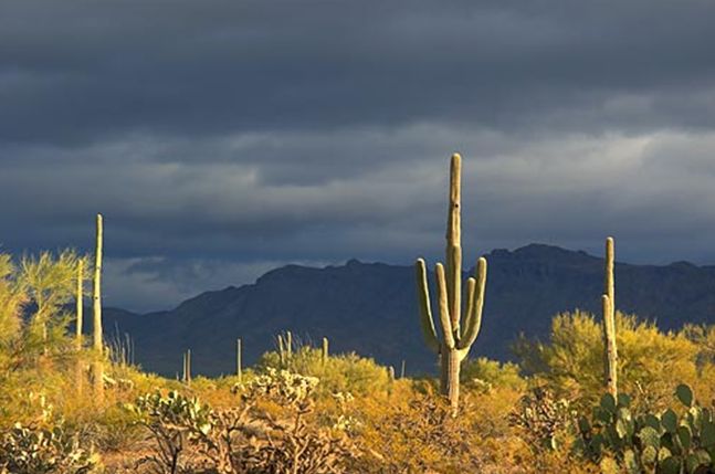  p>索诺拉沙漠(the sonoran desert),又译 a href="#">索诺兰沙漠 /a>