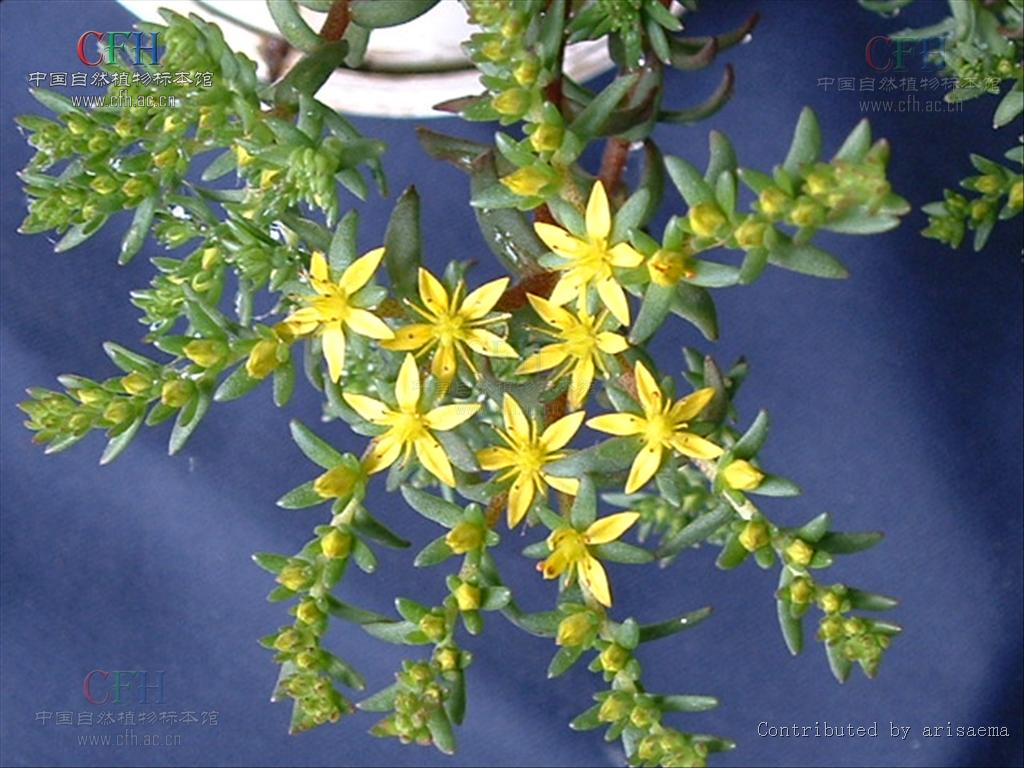  p>多年生草本.种子细小,长圆形,无翅,表面有乳头状突起.