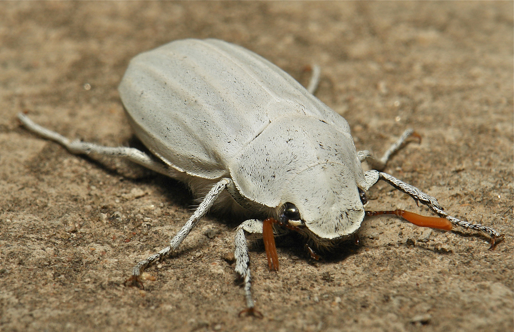 雌虫体色呈白色或米白色,尾节板和体背颜色略同;触角鳃叶部明显较短