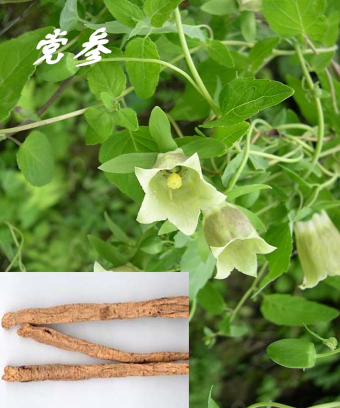 clematidea /i>  /i>),是 a>双子叶植物纲 /a>,桔梗科,党参属有 a