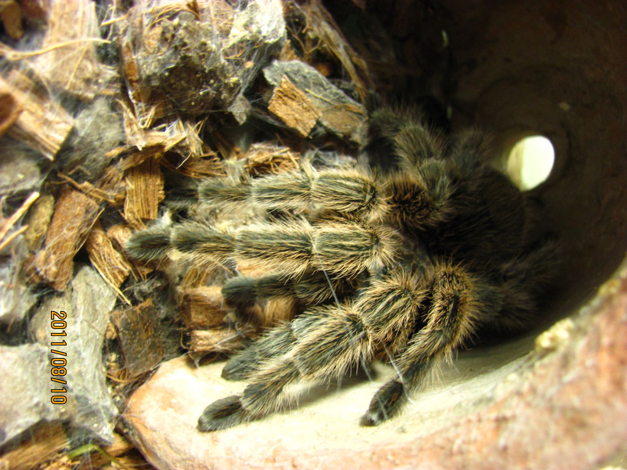 智利红玫瑰蜘蛛