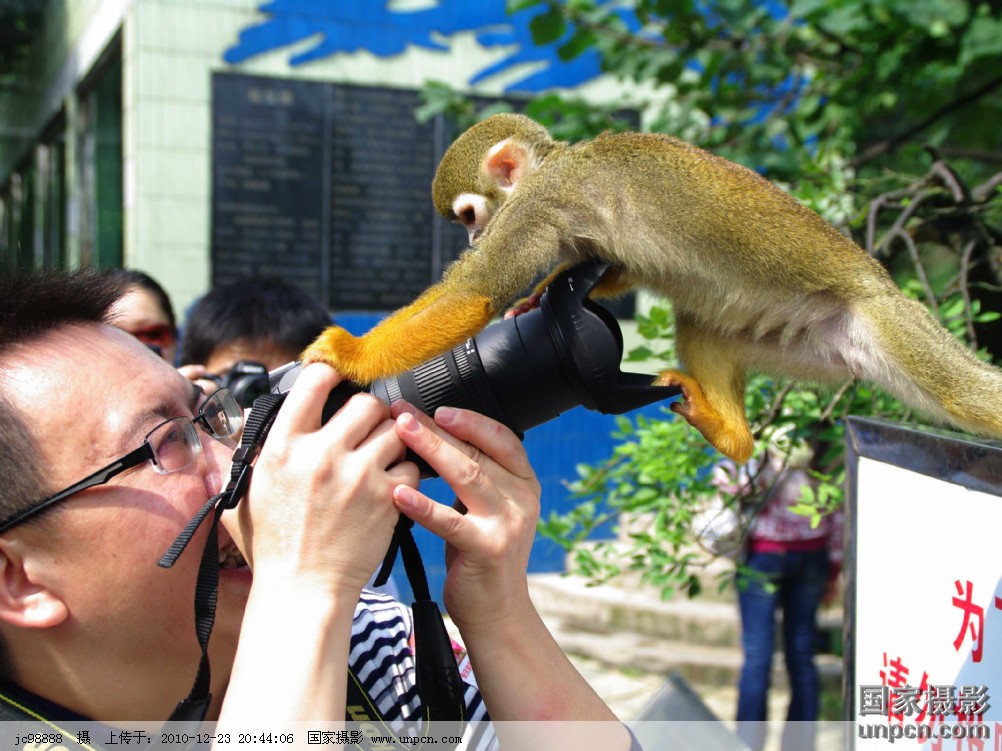 black-crowned central american squirrel monkey