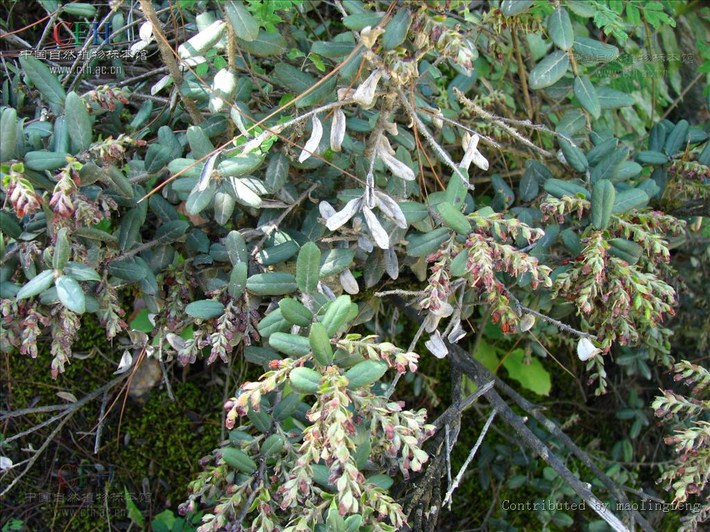 树萝卜属/2025203" data-lemmaid="2025203">树萝卜属 /a>,五翅莓属