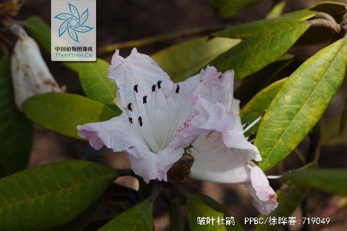  p>皱叶杜鹃(学名: i>rhododendron denudatum /i> levl.