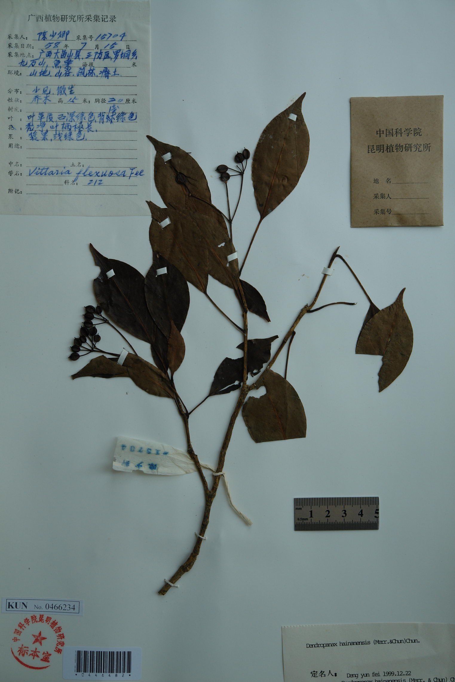 et chun) chun /i>)是五加科树参属植物,别名豆腐木,海南木五加,海南