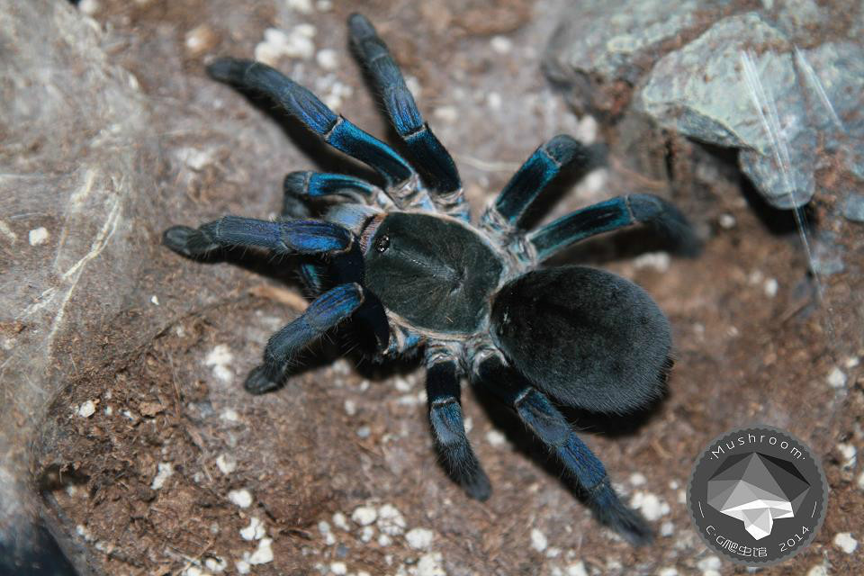  p>泰国金属蓝(拉丁学名:haplopelma lividum)又名泰国钴蓝捕鸟蜘蛛