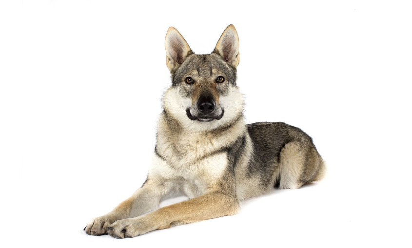 如何饲养捷克狼犬？_百科TA说