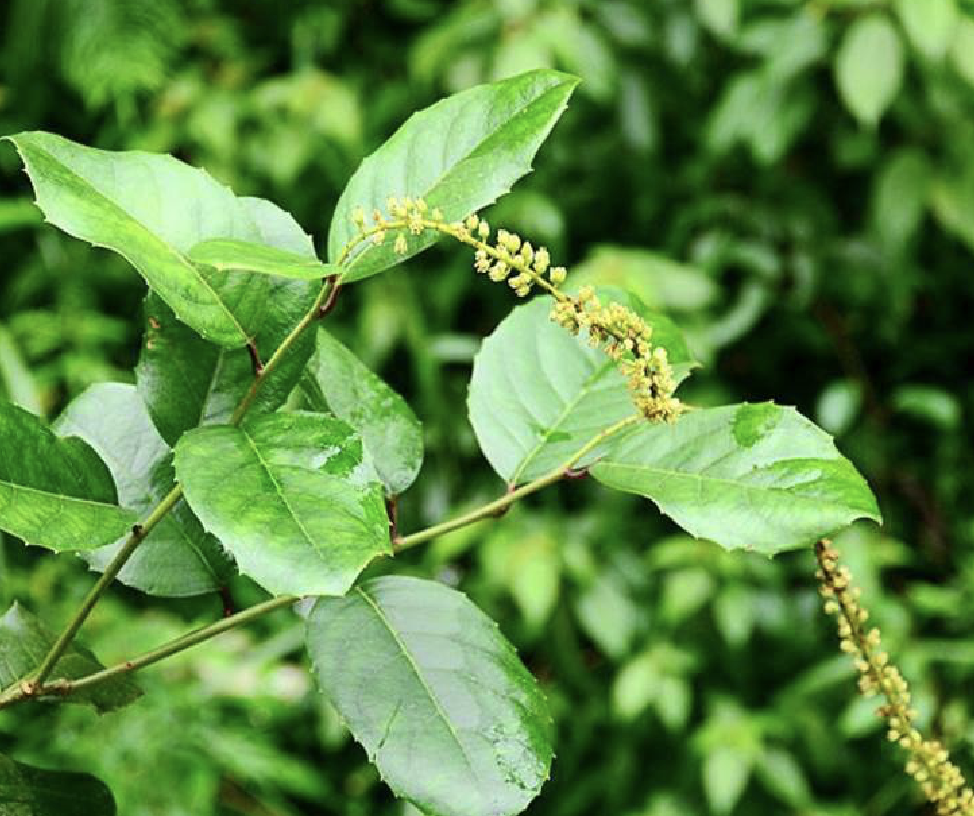  p>冬青叶鼠刺(学名: i>itea ilicifolia /i> oliv.
