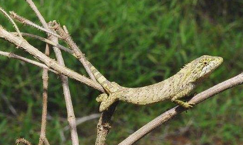  p>细鳞树蜥(学名:calotes microlepis)为鬣蜥科树蜥属的爬行动物.
