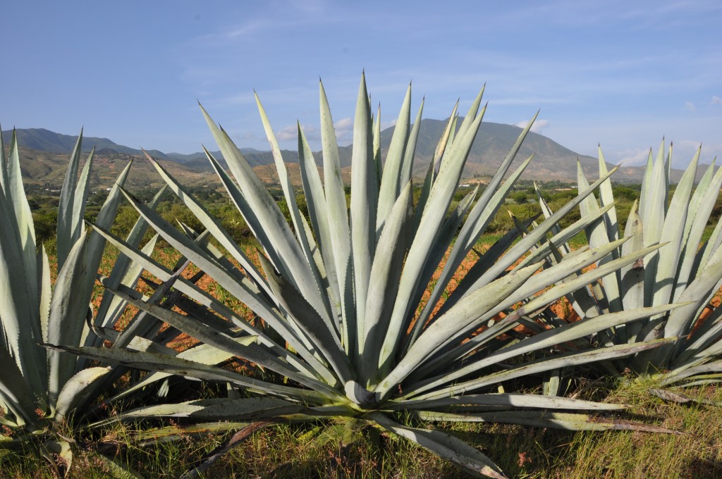 agave americana l.