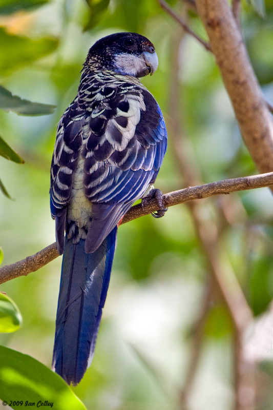  p>北部玫瑰鹦鹉(学名: i>platycercus venustus /i>)的羽毛的花纹