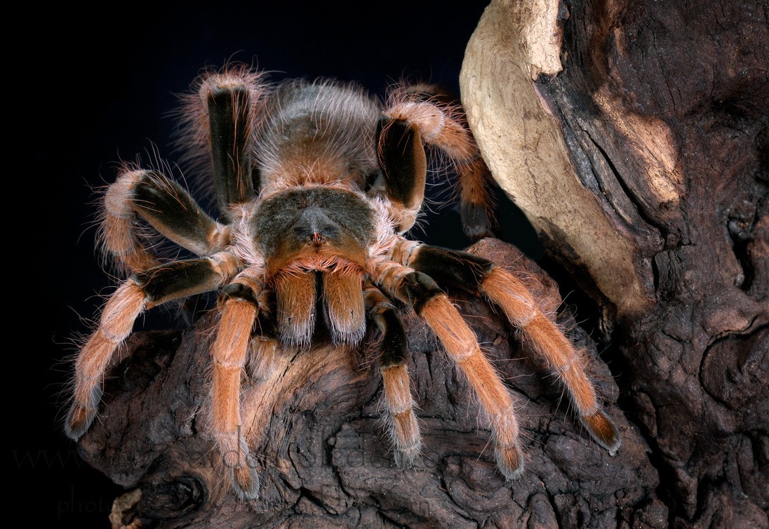  p>墨西哥血脚,英文名mexican bloodleg tarantula,拉丁学名