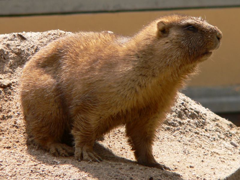  p>草原旱獭(学名: i>marmota bobak /i>),是松鼠科,旱獭属的动物.