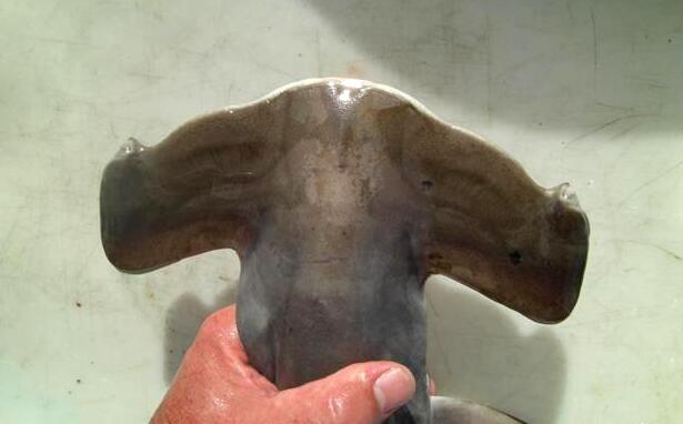 双髻鲨(学名: i>sphyrna zygaena /i>)是双髻鲨科,双髻鲨属的一种鲨鱼