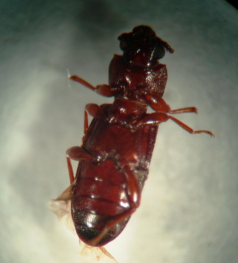  p>赤拟谷盗为 a href="#" data-lemmaid="1535103">鞘翅目 /a>,  a