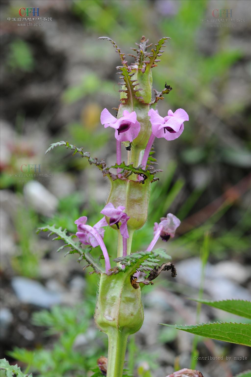 data-lemmaid="3280218">马先蒿属 /a>的植物