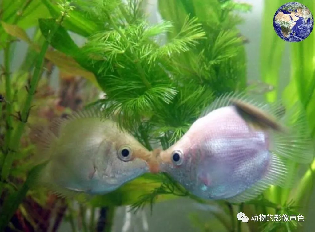接吻鱼为什么要而是接吻？不是因为爱情而是因为仇恨_百科TA说