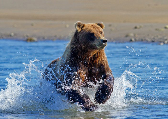  p>阿拉斯加棕熊(学名: i>ursus arctos alascensis /i>)阿拉斯加南部