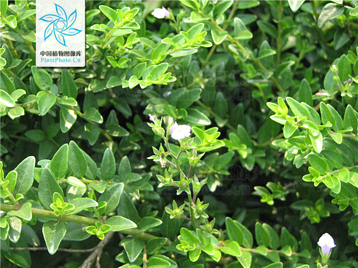  p>亮叶忍冬(学名: i>lonicera ligustrina var.