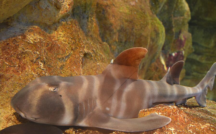  i>heterodontus japonicus /i>)是虎鲨科,虎鲨属中小型鲨鱼