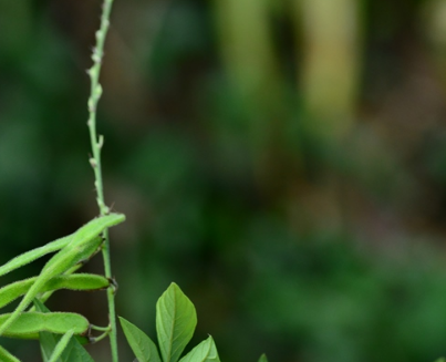 小槐花(学名:ohwia caudata),别名:锐叶小槐花,茉草,抹草