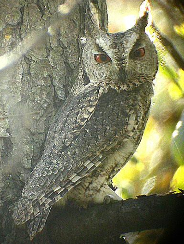 japanese scops-owl