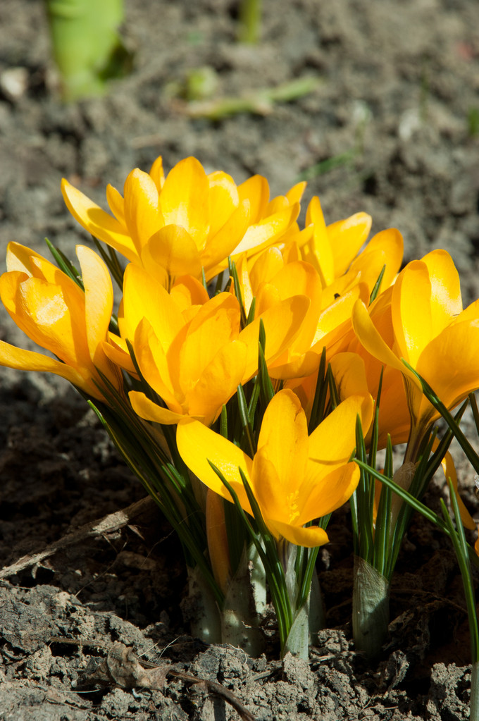  p data-id="txtpjl0wa3ey">番红花( i>crocus sativus /i> l.