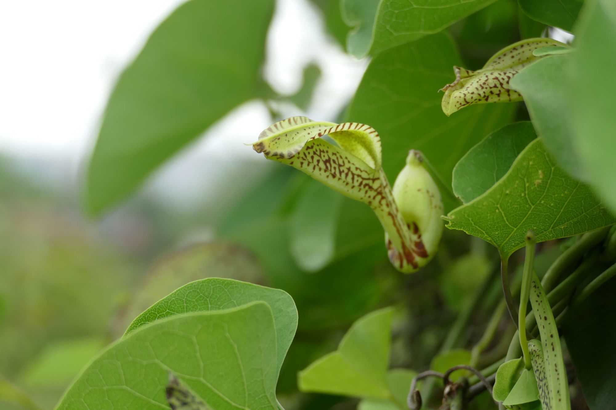 是马兜铃科马兜铃属植物,根圆柱形;茎有腐肉味;叶卵状三角形,长宰状