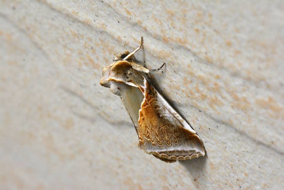 > (moore,1867)), a target="_blank" href="/item/波纹蛾科/8602551"